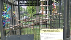 Psittacus erithacus erithacus