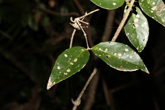 Loeseneriella barbata