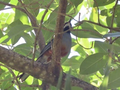 Turdus plumbeus