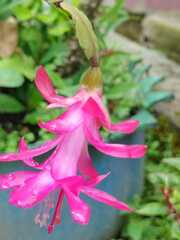 Schlumbergera