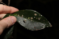 Loeseneriella barbata