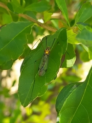 Nephrotoma australasiae