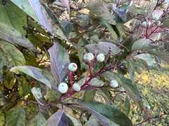 Cornus racemosa