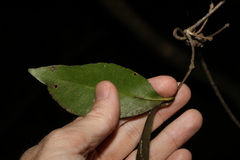 Loeseneriella barbata