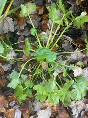 Ranunculus sceleratus