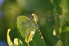 Erythemis vesiculosa