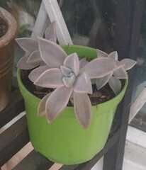 Graptopetalum