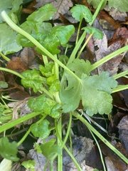 Ranunculus sceleratus