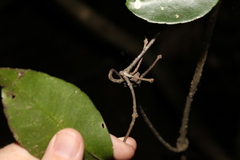 Loeseneriella barbata