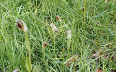 Pterostylis cucullata