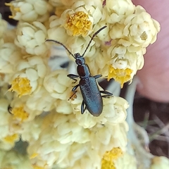 Neoeutrapela