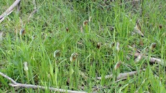 Pterostylis cucullata