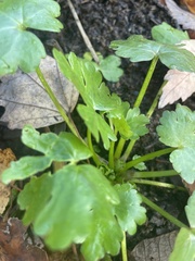 Ranunculus sceleratus