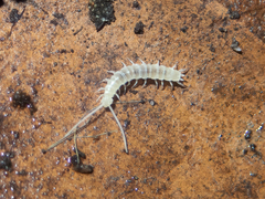 Scutigerellidae