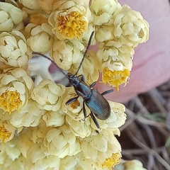 Neoeutrapela