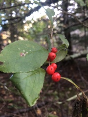 Ilex