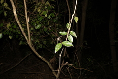Loeseneriella barbata