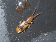 Cryptamorpha desjardinsi