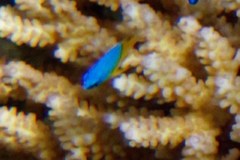 Chrysiptera oxycephala