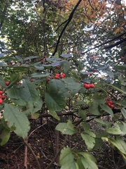 Ilex