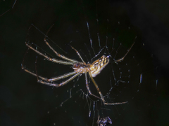 Leucauge dromedaria