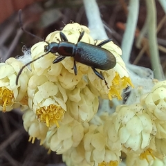 Neoeutrapela