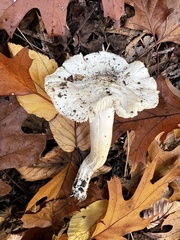Tricholoma columbetta