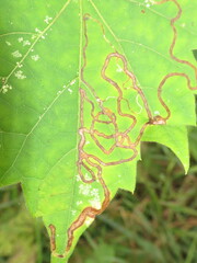 Phyllocnistis vitifoliella
