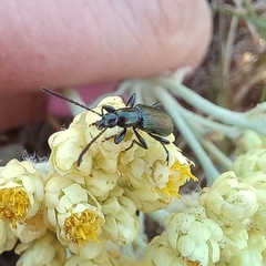 Neoeutrapela
