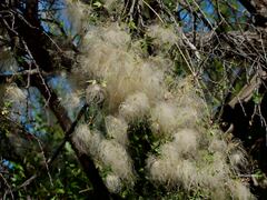 Clematis drummondii