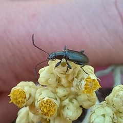 Neoeutrapela