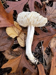 Tricholoma columbetta