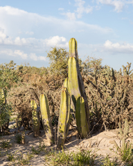 Lophocereus schottii