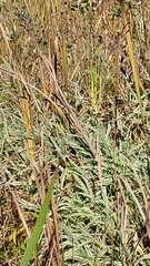 Phalaris arundinacea picta