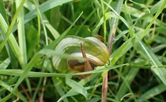 Pterostylis cucullata