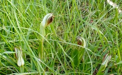 Pterostylis cucullata