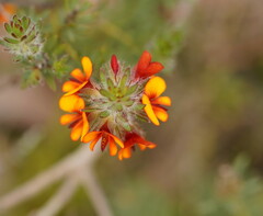 Dillwynia hispida
