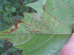 Phyllocnistis vitifoliella