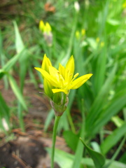 Allium moly