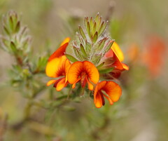 Dillwynia hispida