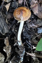 Hebeloma