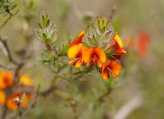 Dillwynia hispida