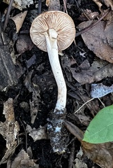 Hebeloma