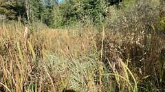 Phalaris arundinacea picta