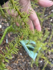 Acacia verticillata