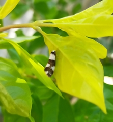 Philenora aspectalella