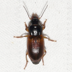 Anisodactylus sanctaecrucis