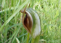 Pterostylis cucullata