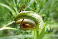 Pterostylis cucullata