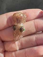 Rossia pacifica
